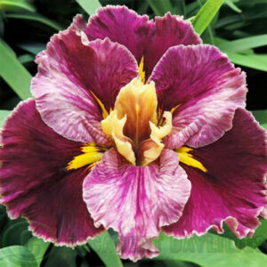 Louisiana Iris Cherry Delight