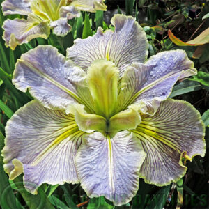 Louisiana Iris Coorong Breeze