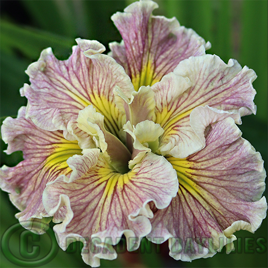 Louisiana Iris Marshmellows Please