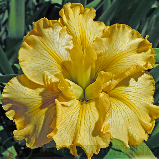 Lousiana Iris Suraysia Gold
