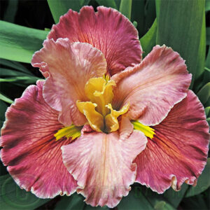 Louisiana Iris Adelaide Artistry