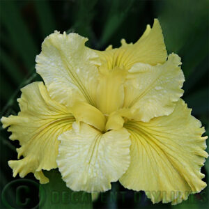 Louisiana Iris All About You