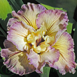 Louisiana Iris Berry Frieze