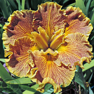 Louisiana Iris Desert Etchings