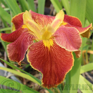 Louisiana Iris Mississippi Eavesdropper