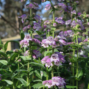 Penstemon Lilac Moon