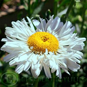 Shasta Daisy Shaggy