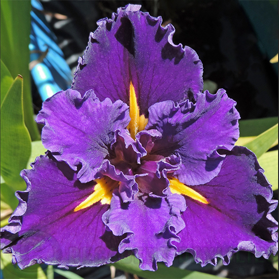 louisiana Iris Wearing Velvet