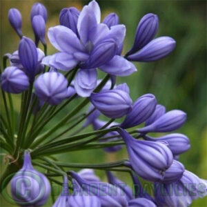 Double Agapanthus Double Delight