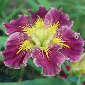 Louisiana Iris Extra Dazzle