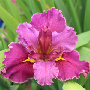 Louisiana Iris Tamarillo Tango