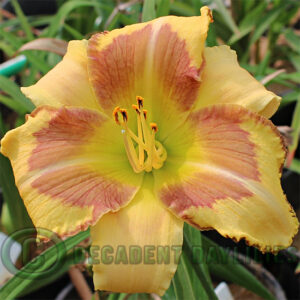 Daylily Fleeting Fancy