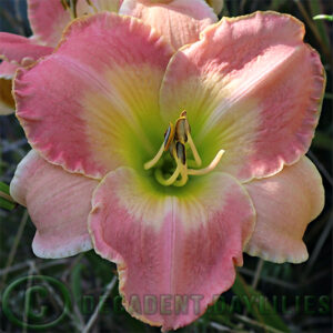 Daylily Cultivar Ava