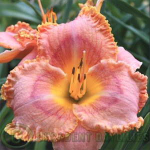 Daylily Shiralee