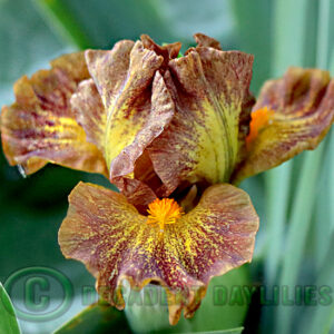 Dwarf Bearded Iris Jargon