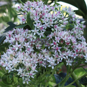 Variegated Sedum stonecrop cream & green