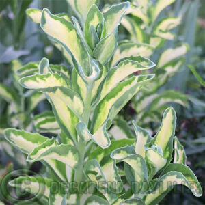 Variegated foliage sedum