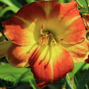 Daylily Fairy Firecracker