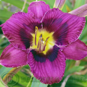 Daylily These Eyes