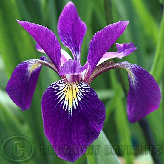 Iris Versicolor Wild Wine