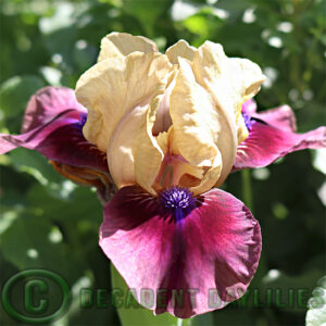 Dwarf Bearded Iris Colours of the Cape