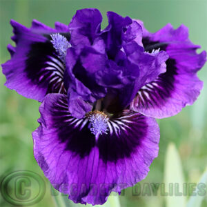 Dwarf Bearded Iris Yodel