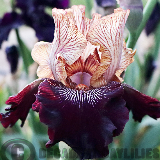 Tall Bearded Iris Action Packed