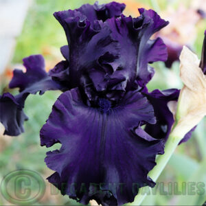 Tall Bearded Iris All Night Long