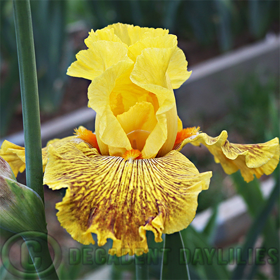Tall Bearded Iris Mahogany Gold