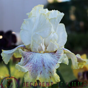 Tall Bearded Iris Ring Around Rosie