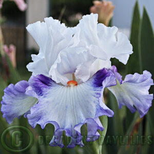 Tall Bearded Iris Romantico