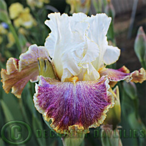 Tall Bearded Iris Sordid Lives