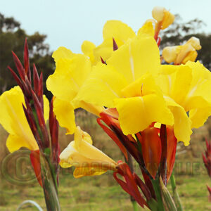 Canna Bangkok flowers