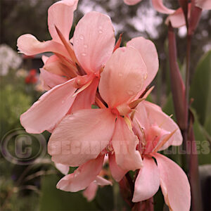 Canna Constitution growing in my garden