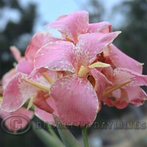 Canna Cupid with baby pink blooms