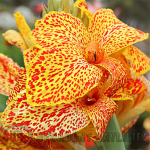 Golden yellow rich red spots