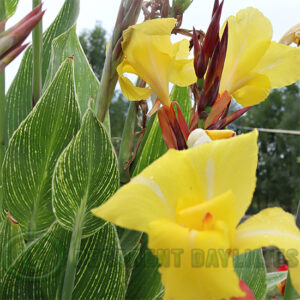 Canna-Lily Bangkok Leaves