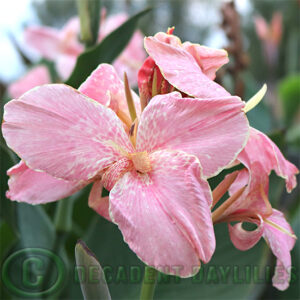 Canna Lily Cupid pink and cream