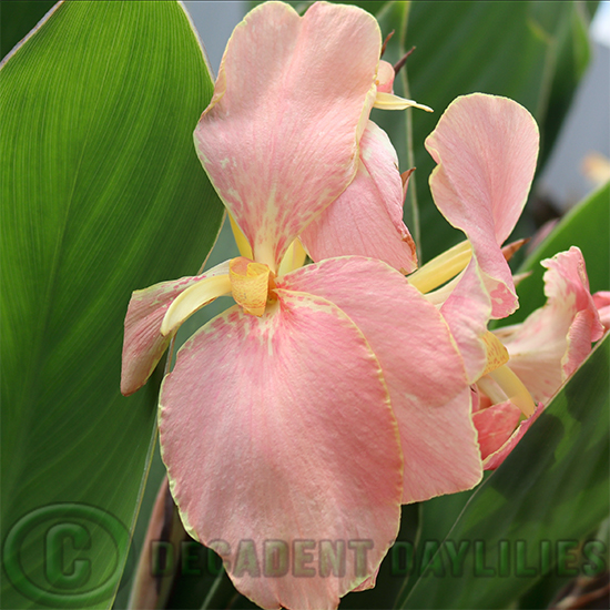 Canna Lily Cupid Flowers Sit Verticle