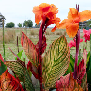 canna lily phasion growing in my garden