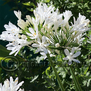 Agapanthus Perpetual Peace flowering in front of button chrysanthemums in my garden