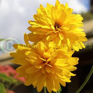 Rudbeckia Golden Glow