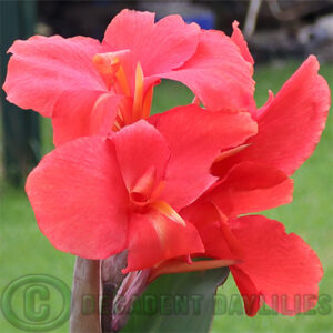 Canna Lily Fireflame light bright crimson flowers