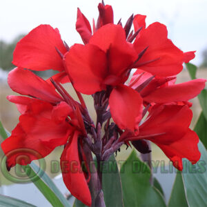 Canna Lily Centennial beautiful red flowers