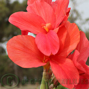 Canna Lily Hibiscus growing in my garden