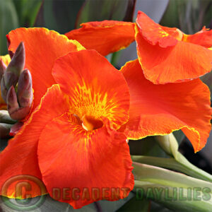 Canna Lily Ivor Evans, orange yellow