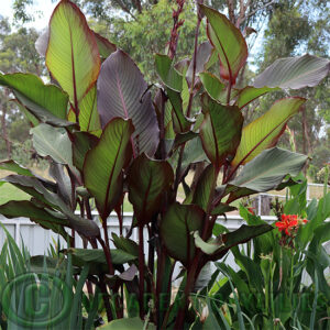 Canna Red Stripe