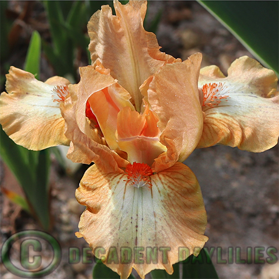 Dwarf Bearded Iris Acid Test