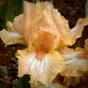 dwarf bearded iris acid test apricot