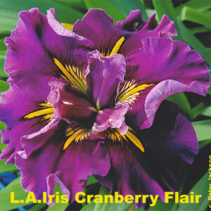 L.A.Iris Cranberry Flair